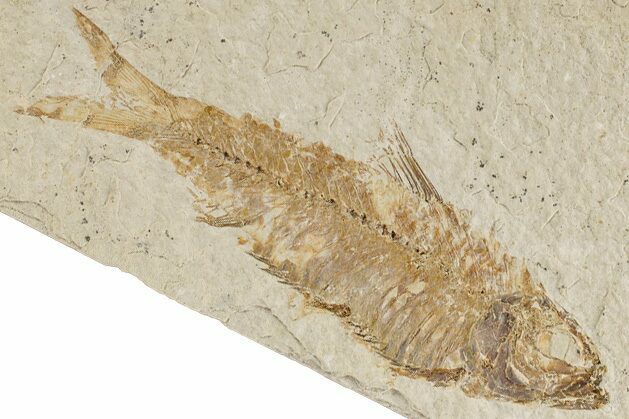 Detailed Fossil Fish (Knightia) - Wyoming #197792